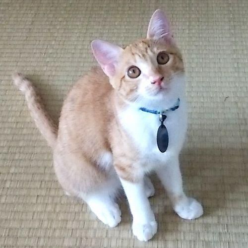 テスラ 小型犬 猫用ペンダント 元国際線caのセレクトショップ ミヌーシュ