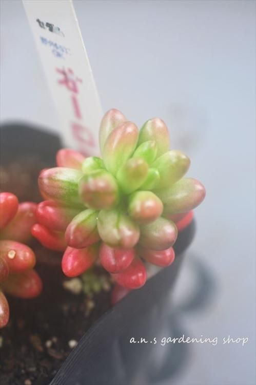 オーロラ ガーデニング用品や多肉植物の通販サイト A N S ナチュラルガーデニング 多肉植物やガーデニング用品 アンティークの通販サイト A N S
