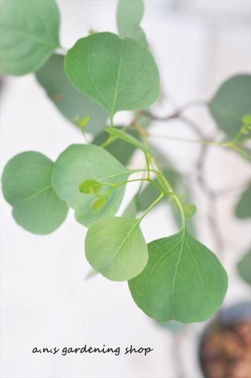ユーカリ ポポラス 多肉植物やガーデニング用品 アンティークの通販サイト A N S