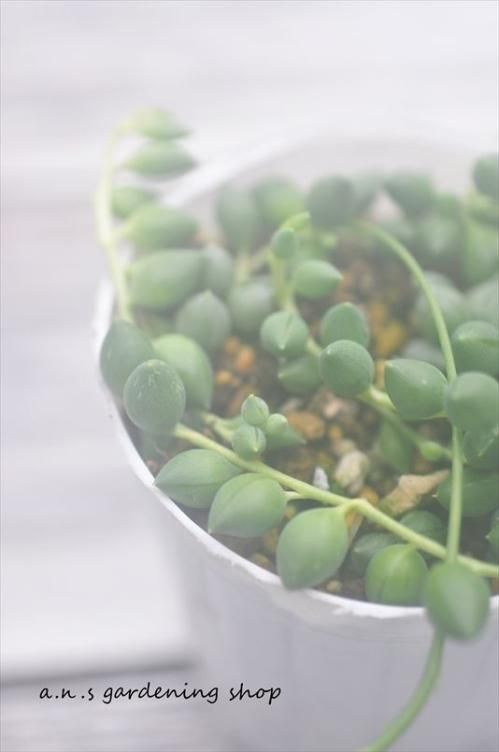 ピーチネックレス 緑の鈴 ガーデニング用品や多肉植物の通販サイト A N S ナチュラルガーデニング