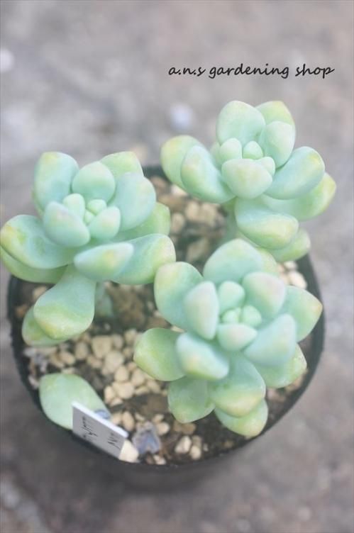 トレレアセイ ガーデニング用品や多肉植物の通販サイト A N S ナチュラルガーデニング 多肉植物やガーデニング用品 アンティークの通販サイト A N S