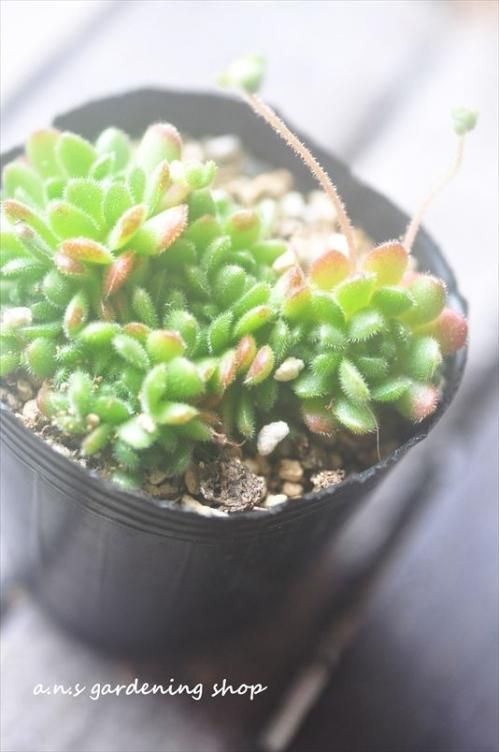 セドイデス ガーデニング用品や多肉植物の通販サイト A N S ナチュラルガーデニング 多肉植物やガーデニング用品 アンティークの通販サイト A N S