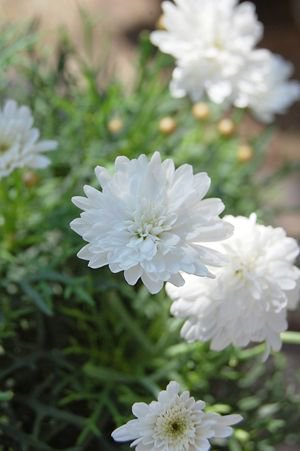 清楚な白い花を次々咲かせる マーガレット モリンバ 多肉植物やガーデニング用品 アンティークの通販サイト A N S