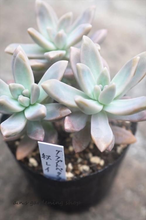 秋麗 ガーデニング用品や多肉植物 寄せ植えの通販サイト A N S