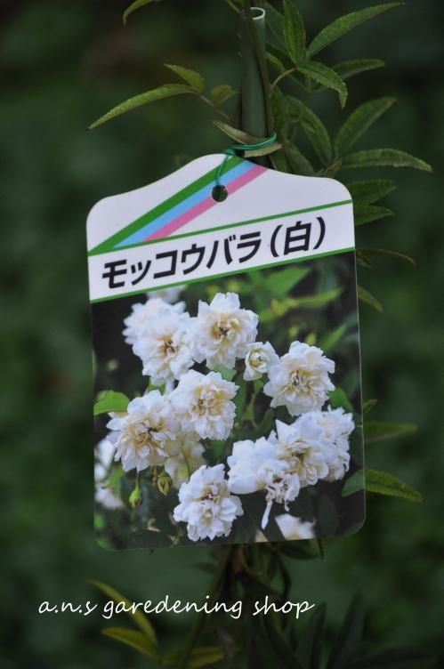 モッコウバラ 白 多肉植物やガーデニング用品 アンティークの通販サイト A N S
