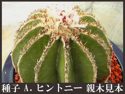 サボテン ヒントニー カキコ自根 【在庫限りの大特価】 - dcsh.xoc.uam.mx