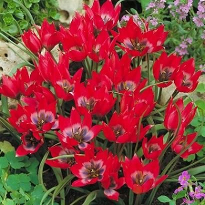 1808 原種チューリップ リトルビューティー 5球入 新潟県花卉球根農業協同組合
