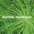 RANDWEG / Equisetales (LP)