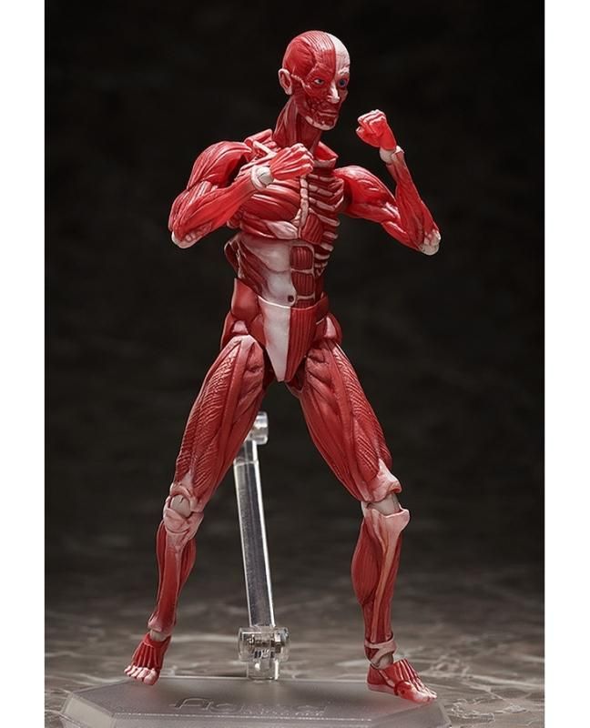 未開封 figma 人体模型 FREEing figma 人体模型 ノンスケール ABS&PVC製 塗装済み可動
