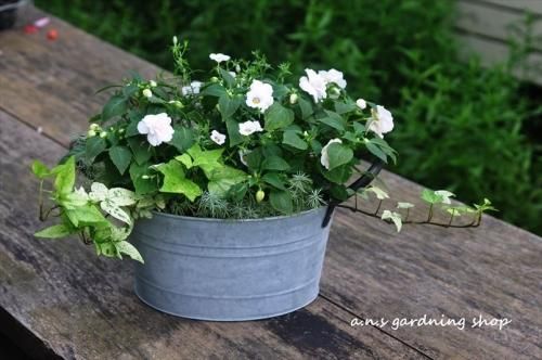 ブロカントブリキ 季節の花 寄せ植え sサイズ 多肉植物やガーデニング用品 アンティークの通販サイト A N S ブロカントブリキ 季節の花 寄せ植え sサイズ 多肉植物やガーデニング用品 アンティークの通販サイト A N S