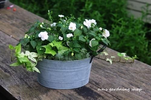 ブロカントブリキ 季節の花 寄せ植え ｓサイズ 多肉植物やガーデニング用品 アンティークの通販サイト A N S