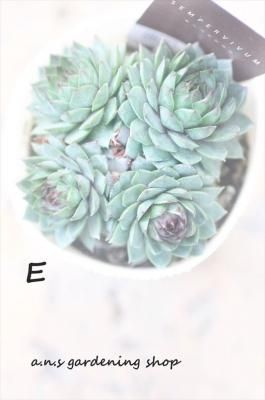 ڥӥ奦ࡡE