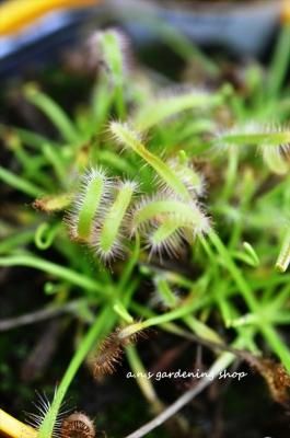 ʪեꥫʥС⥦󥴥