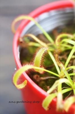 ʪեꥫʥС⥦󥴥