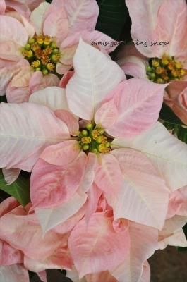 ˥塼顼ݥ󥻥ӥ󥪥֥ǡ