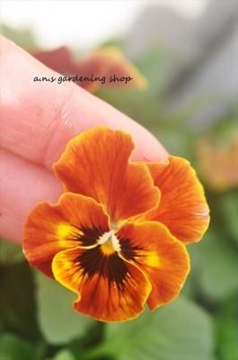 ���ͥ������顡ʿ�ͺ���6