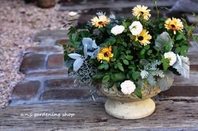 ǥȥߥ˥Х顡꡼󥢥