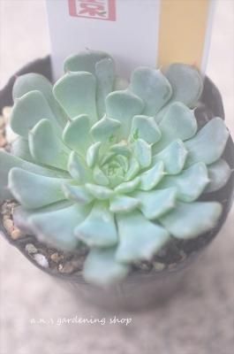 高額品種 ガーデニング用品や多肉植物 寄せ植えの通販サイト A N S
