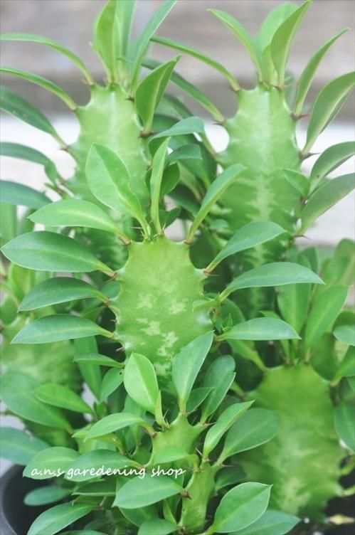 彩雲閣 (サイウンカク) - 多肉植物やガーデニング用品・アンティークの