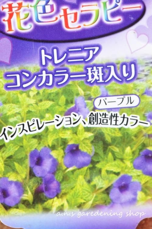 ガーデニング用品や多肉植物の通販サイト A N S ナチュラルガーデニング ガーデニング用品や多肉植物の通販サイト A N S ナチュラルガーデニング