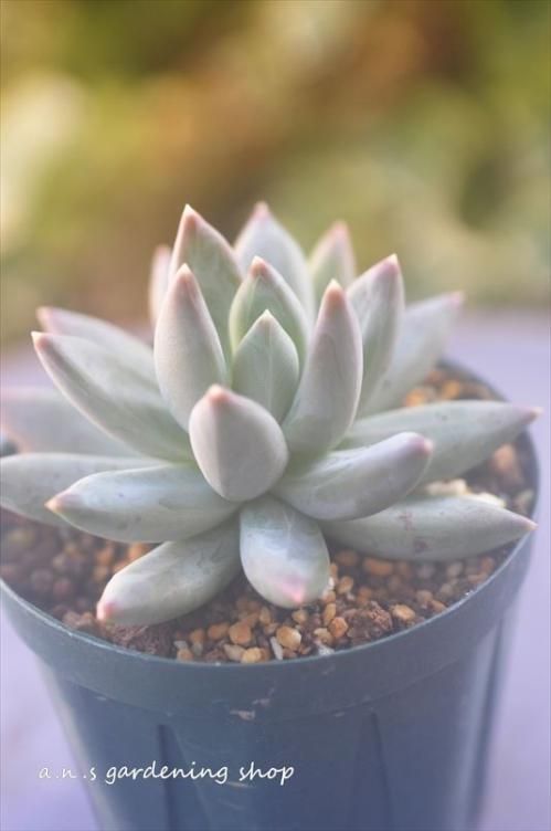 多肉植物　フーケリー カット苗  6個 多肉植物 パキフィッツム属 フーケリー カット極小苗 : 花と緑の