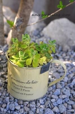 ֤䤫ʹꥢޥƥwith֥ꥭڥʡ