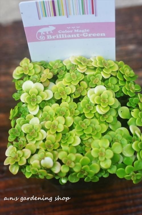 オウゴンマルバマンネングサ ガーデニング用品や多肉植物 寄せ植えの通販サイト A N S オウゴンマルバマンネングサ ガーデニング用品や多肉植物 寄せ植えの通販サイト A N S