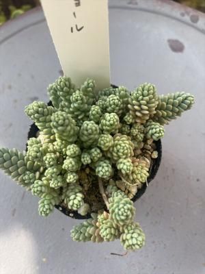 ޥ硼