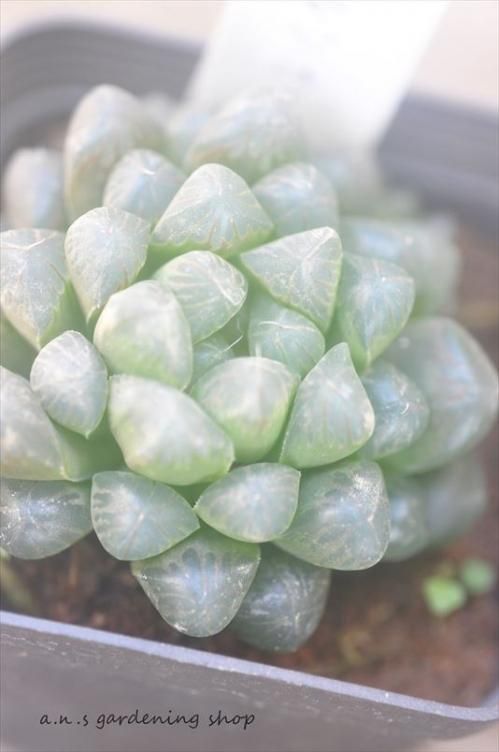 トゥルンカータ ガーデニング用品や多肉植物 寄せ植えの通販サイト A N S