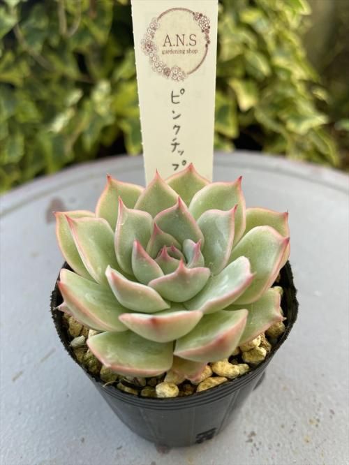 ピンクチップス ガーデニング用品や多肉植物の通販サイト A N S ナチュラルガーデニング 多肉植物やガーデニング用品 アンティークの通販サイト A N S