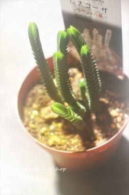 ॹ