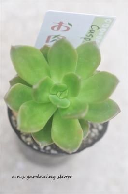 Cuspidatum
