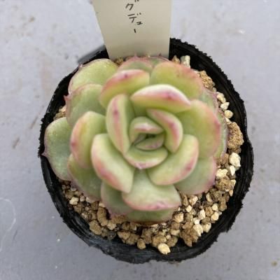 ⡼˥󥰥ǥ塼