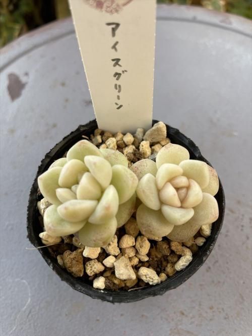 アイスグリーン ガーデニング用品や多肉植物の通販サイト|A.N.S*ナチュラルガーデニング 多肉植物やガーデニング用品・アンティークの