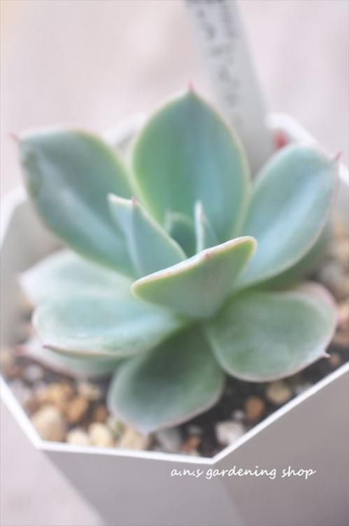 オールドブルー ガーデニング用品や多肉植物 寄せ植えの通販サイト A N S