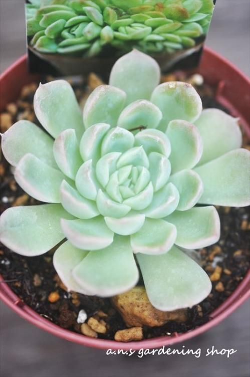 イリア ガーデニング用品や多肉植物 寄せ植えの通販サイト A N S イリア ガーデニング用品や多肉植物 寄せ植えの通販サイト A N S