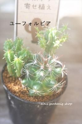 ܥƥ󡡥֥󤻡桼եӥ