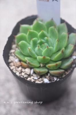 쥤ޡ
