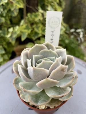 ֥롼ץ饤