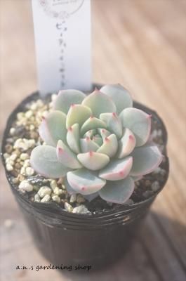 ӥ塼ƥ󥵥