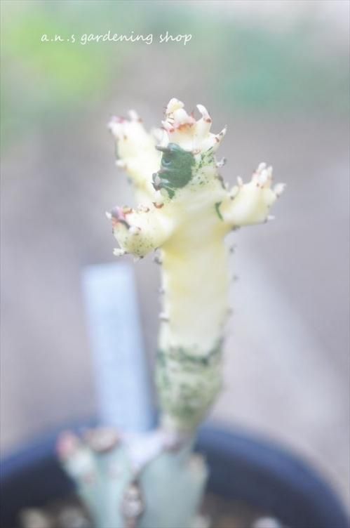 抜き苗 まとめ売り ホワイトゴースト 11本 抜き苗 まとめ売り ホワイトゴースト 11本 抜き苗 まとめ売り