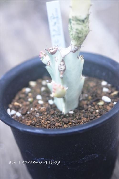 ホワイトゴースト｜ - 多肉植物やガーデニング用品