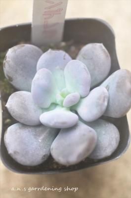 ǥ顡