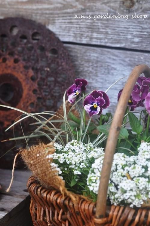 夢見るパンジーともこもこアリッサム寄せ植え 花色はお任せ 多肉植物やガーデニング用品 アンティークの通販サイト A N S 夢見るパンジーともこもこアリッサム寄せ植え 花色はお任せ 多肉植物やガーデニング用品 アンティークの通販サイト A N S
