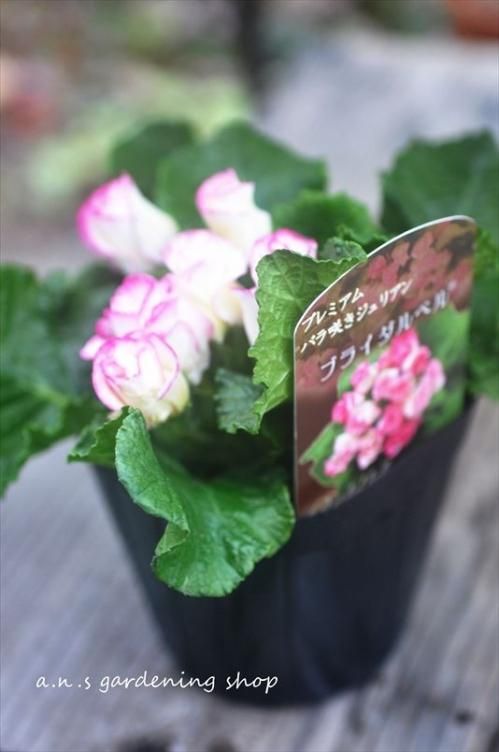 ジュリアンリース｜ - 多肉植物やガーデニング用品・アンティークの