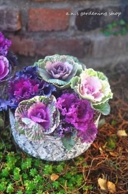 ƥĴȭˡƥϥܥ󡡴󤻿