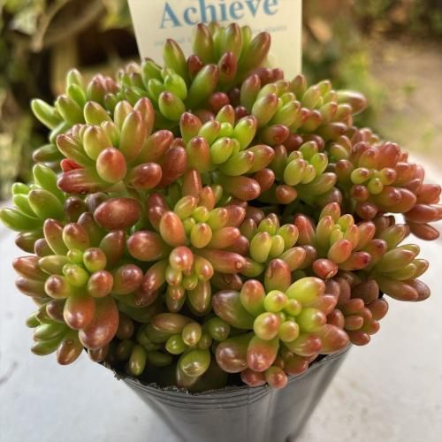 大きいサイズの虹の玉 多肉植物やガーデニング用品 アンティークの通販サイト A N S