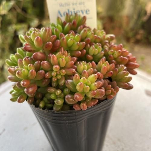大きいサイズの虹の玉 多肉植物やガーデニング用品 アンティークの通販サイト A N S