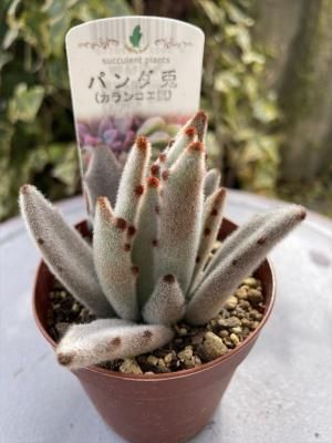 カランコエ属 ガーデニング用品や多肉植物 寄せ植えの通販サイト A N S カランコエ属 ガーデニング用品や多肉植物 寄せ植えの通販サイト A N S