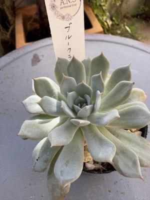 ֥롼饦